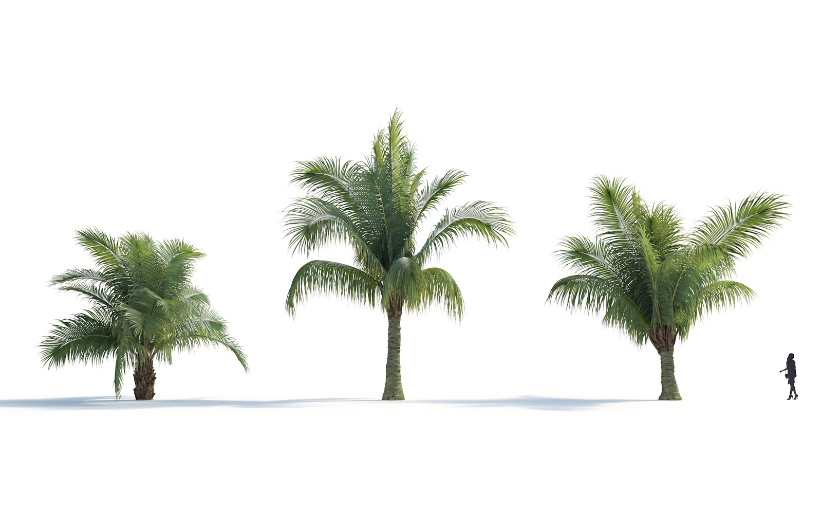Maxtree - Plant Models Vol.7