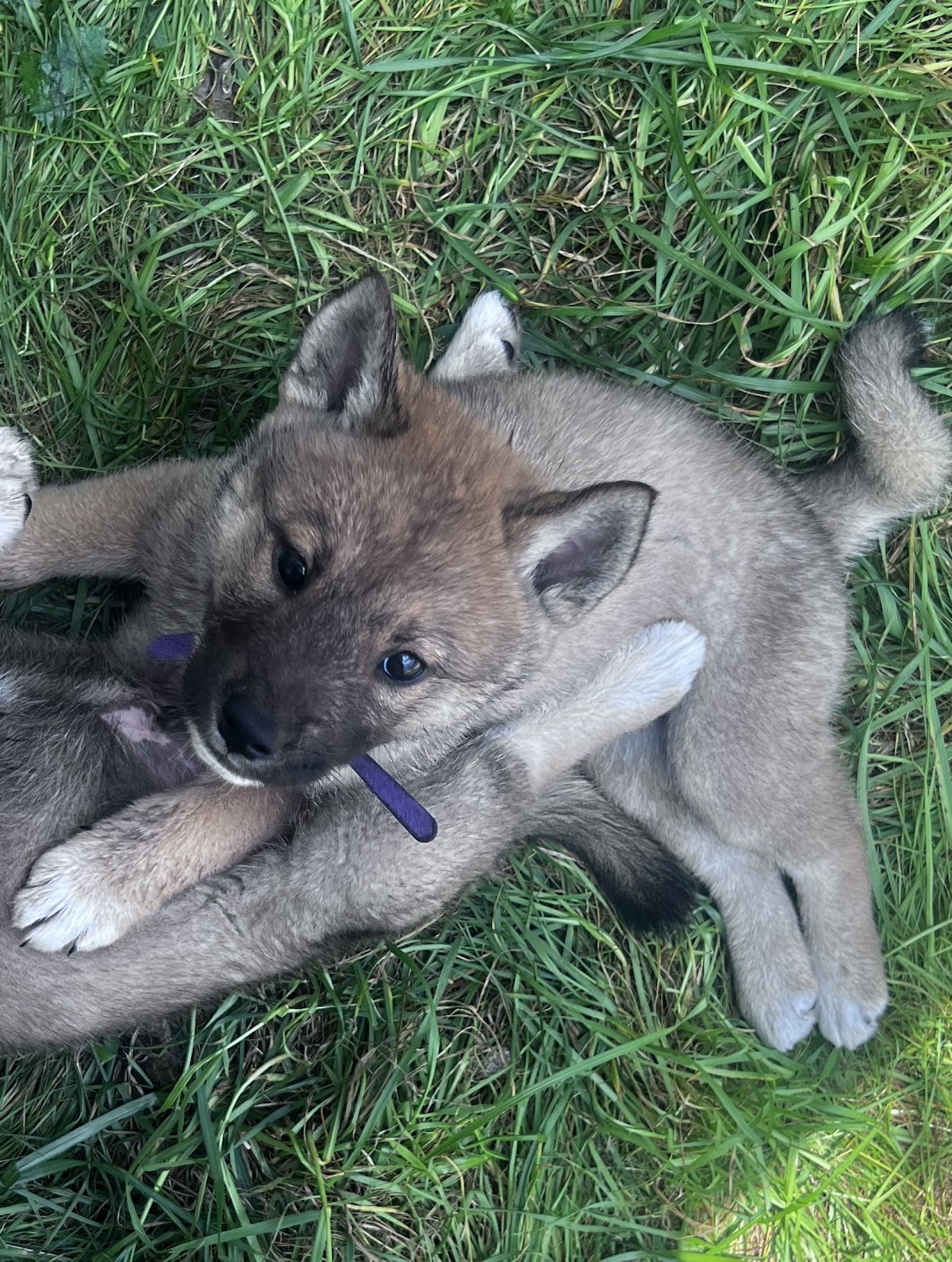 Shikoku puppy photo