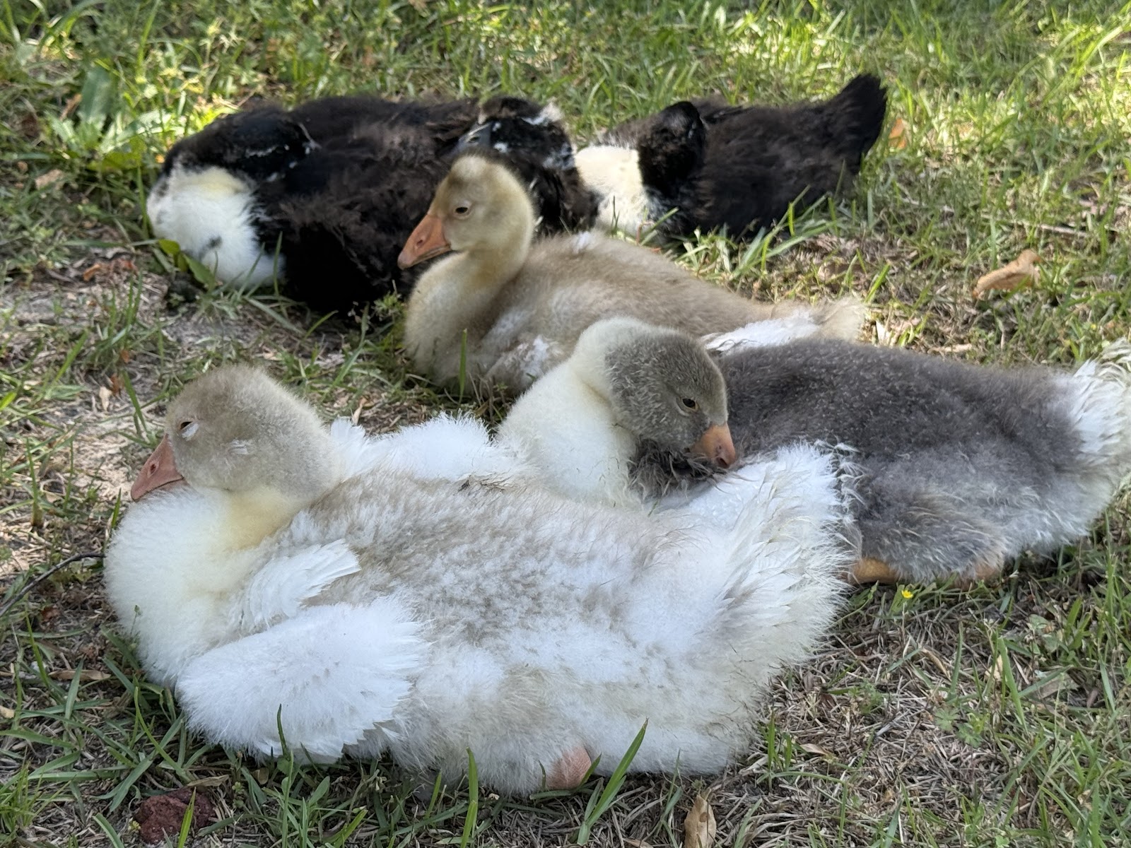 Roman Tufted Goose