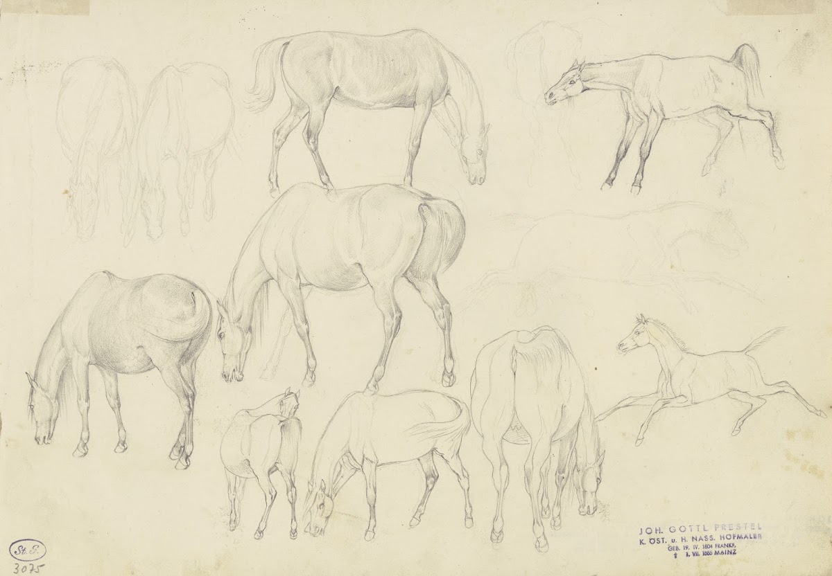 Study sheet Horses