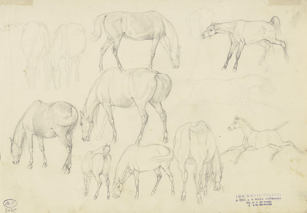 Study sheet Horses