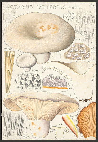 Lactarius vellereus Fries 1915 1945