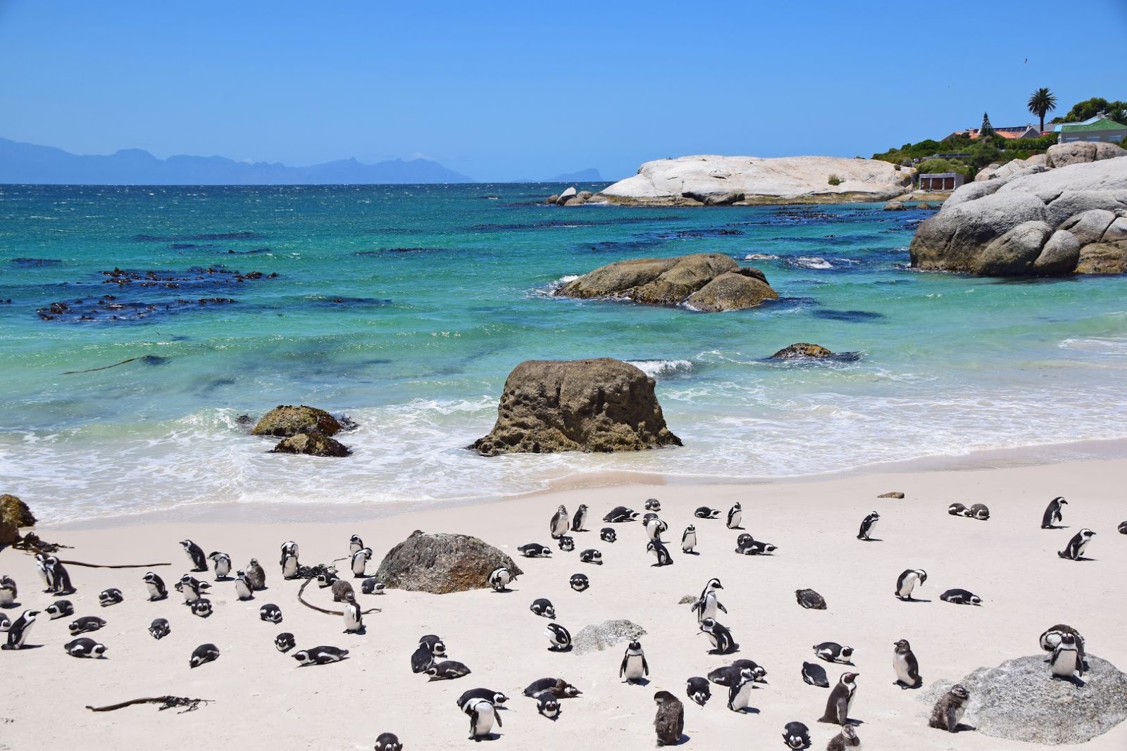 African penguins standing on the sandy shore among granite boulders at Boulders Beach near Cape Town, South Africa.