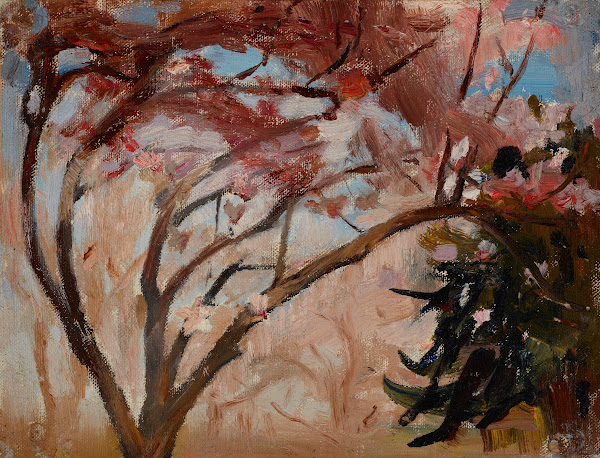 Crimea Magnolia 1904