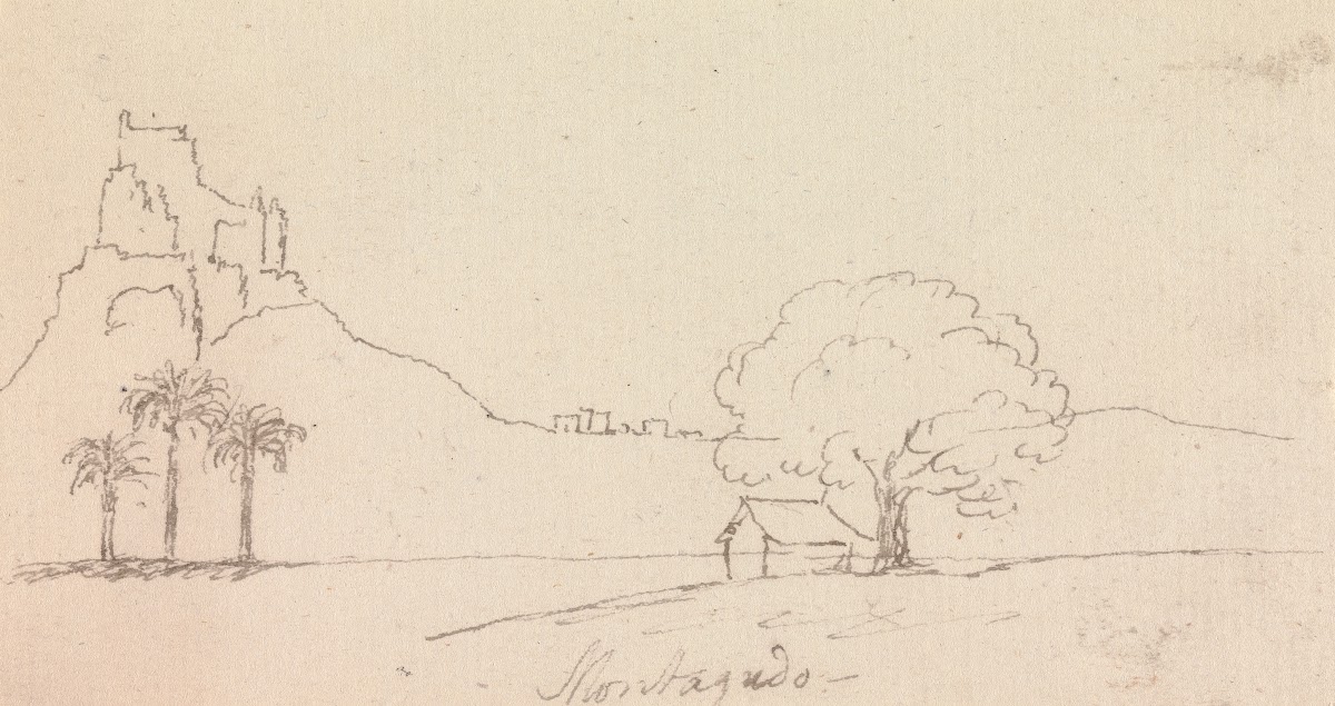 Landscape View with Palm Trees