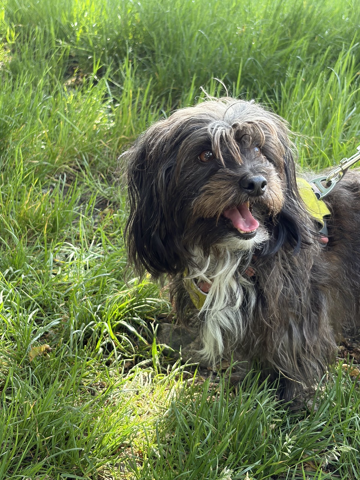 Bertie