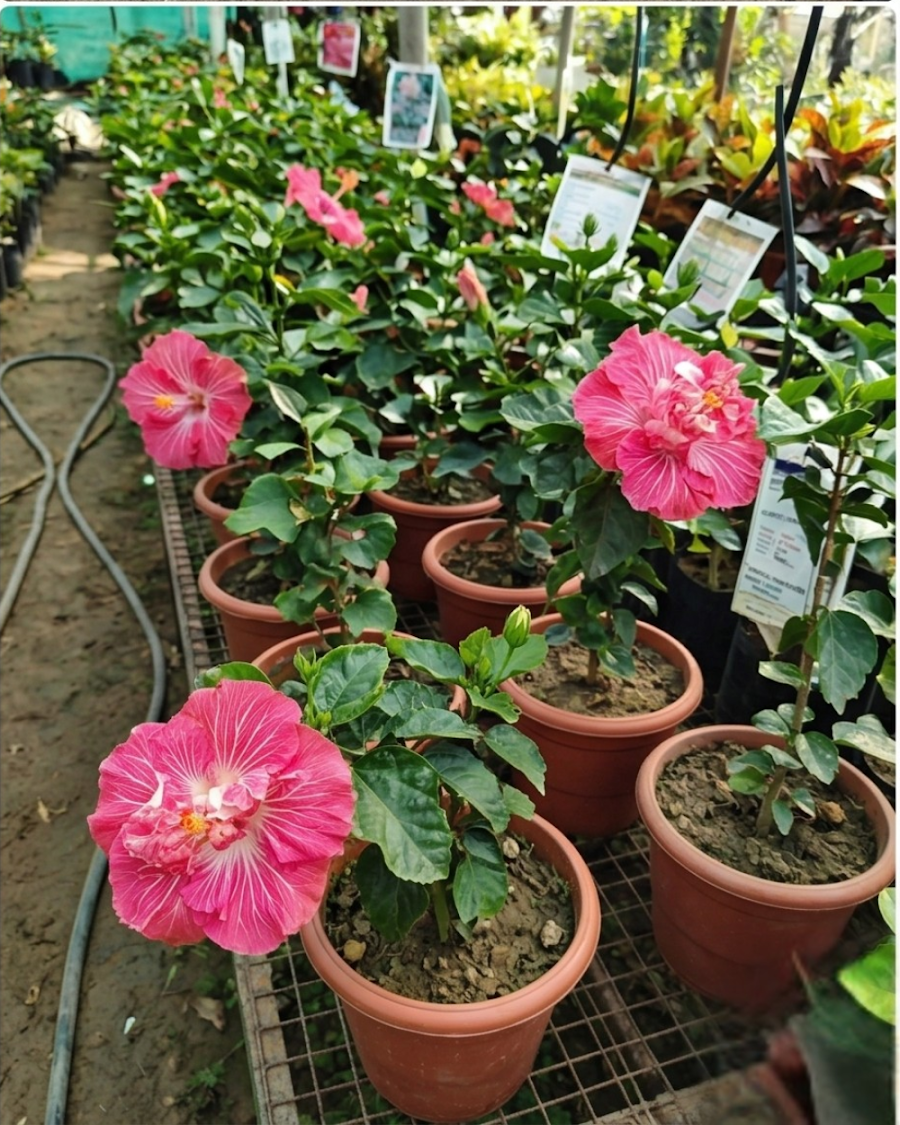 Hibiscus Love Story — view 4