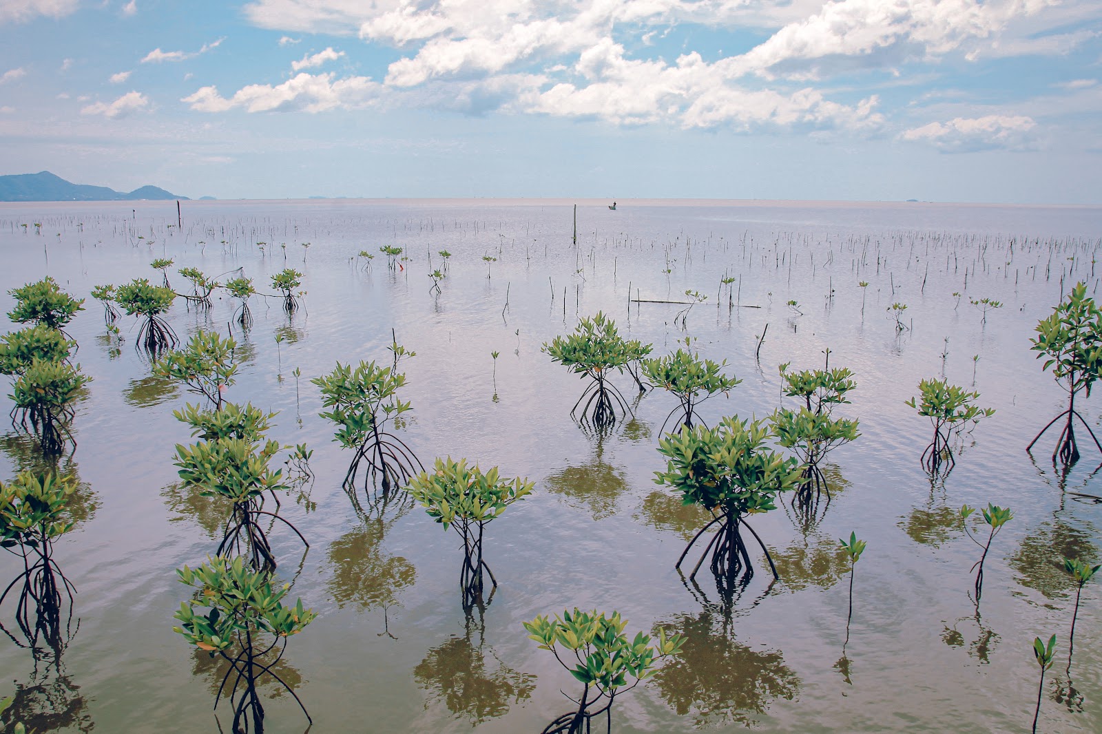 The selection of suitable locations for mangrove plantations needs to consider the environmental characteristics of the area, such as soil type, water quality, and coastal slope.