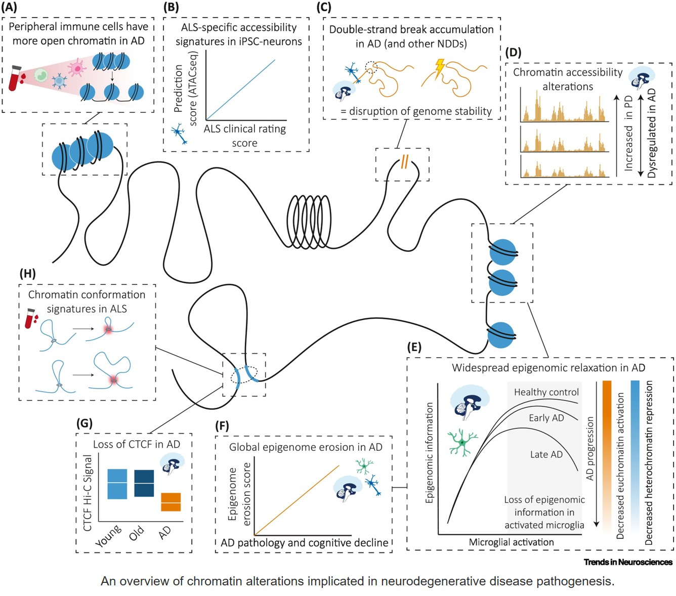 Epigenetic biomarkers in neurodegenerative diseases: from molecular signatures to therapeutic targets