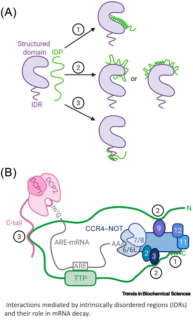 Intrinsically disordered regions in eukaryotic mRNA decay pathways