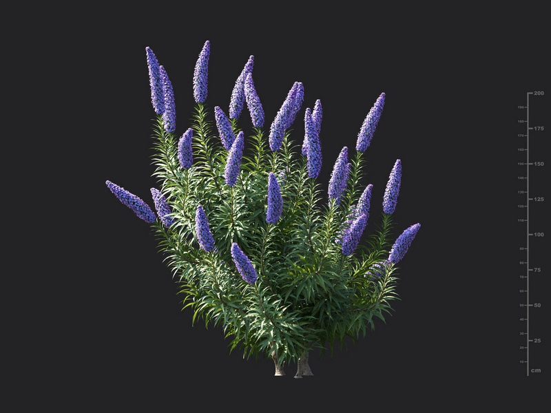 Maxtree - Plant Models Vol.115
