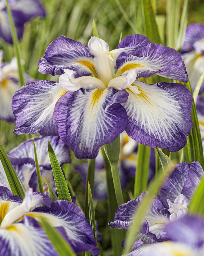 Iris ensata 'Dinner Plate Carrot Cake': splendidi fiori arancioni per un giardino acquatico