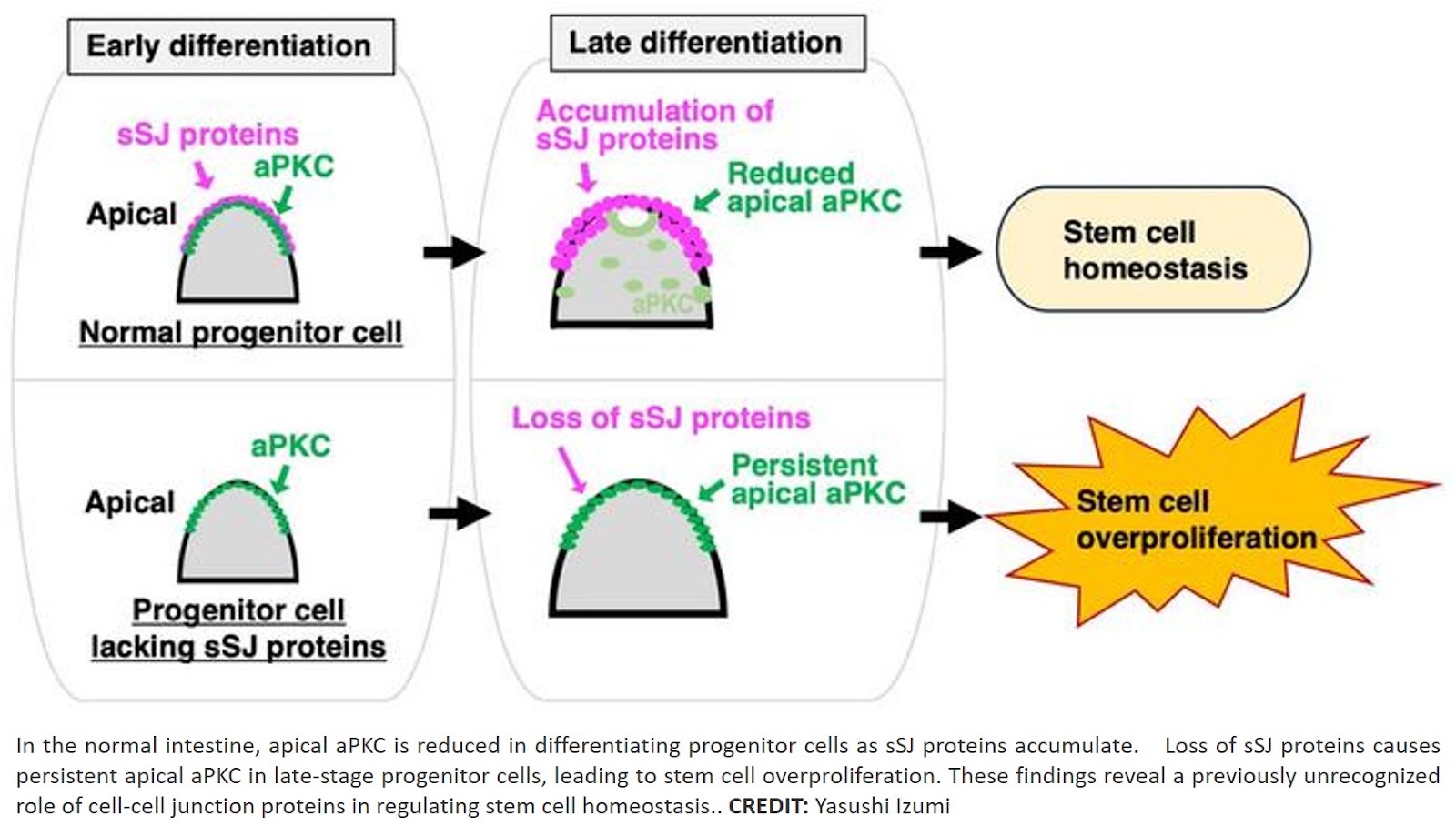 Preventing excessive stem cell proliferation via cell junction proteins