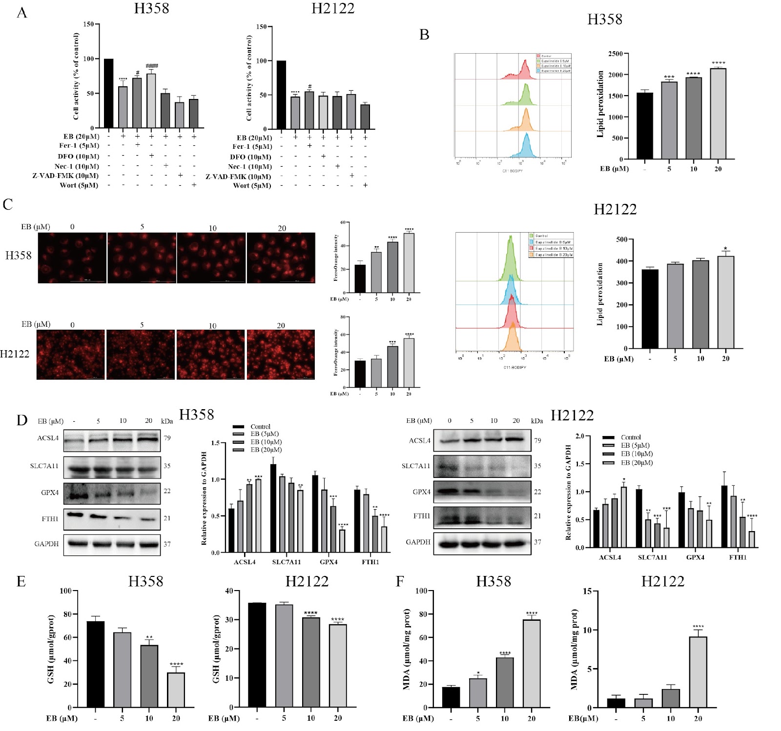 Eupalinolide B exerts cytotoxic effects against KRAS-mutant NSCLC through Nrf2/HO-1-regulated ferroptosis