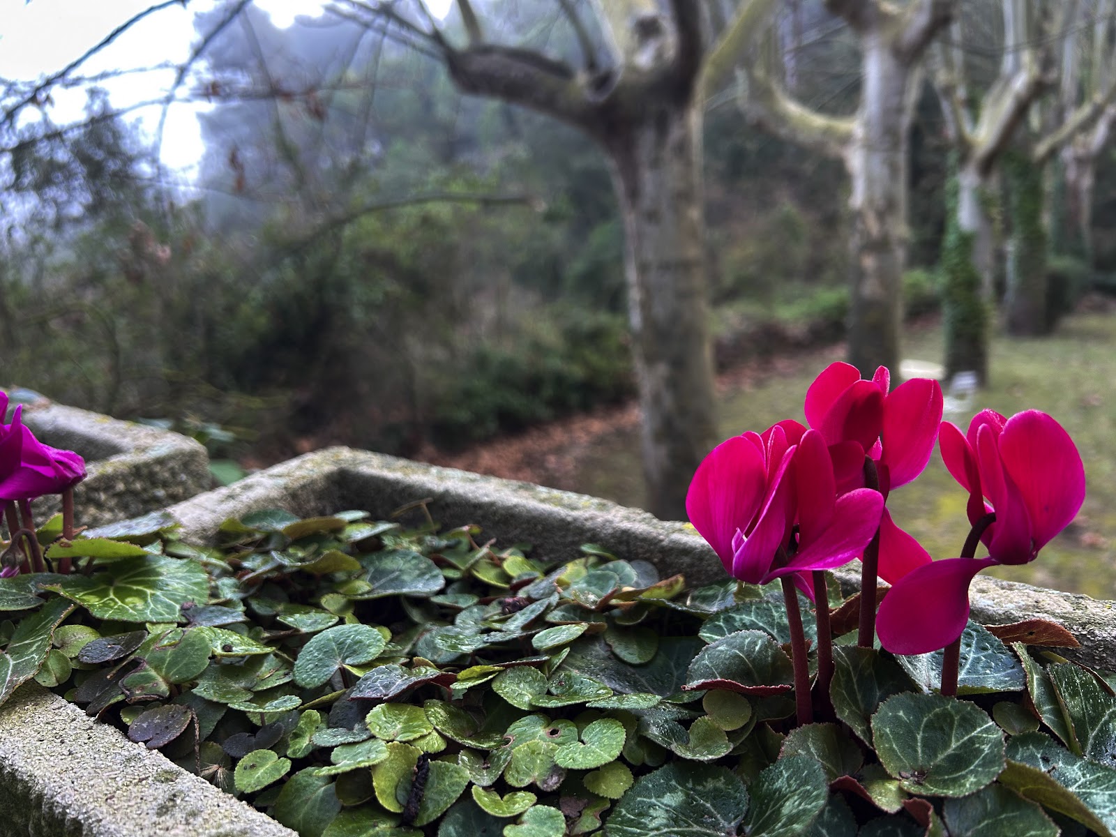 Pink cyclamen flowers in stone planter with woodland