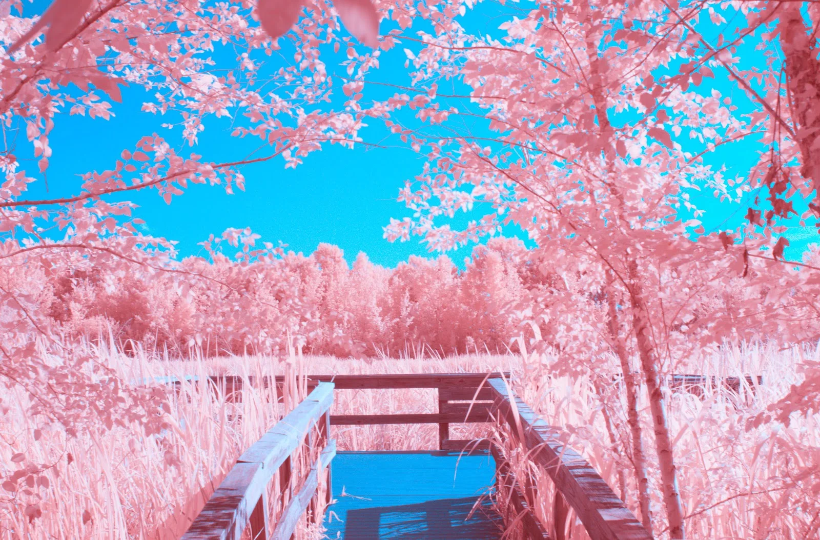 Wooden Dock Under Pink Trees - Infrared Photography 5K Wallpaper (5148x3389)