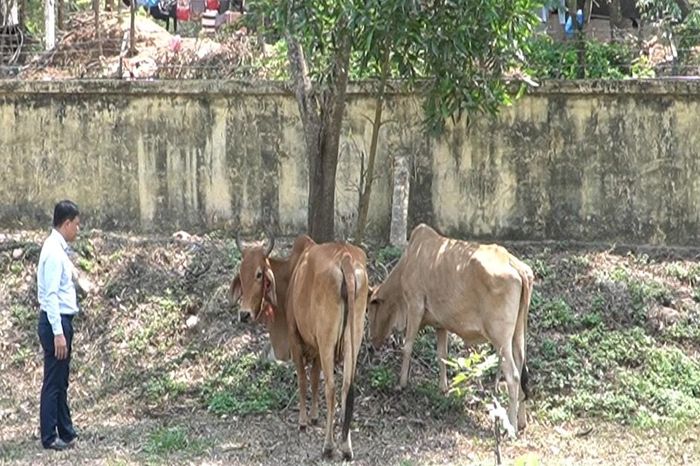 Quảng Trị: Ngăn chặn gia súc nhập lậu, tiềm ẩn nguy cơ dịch bệnh tại xã Lao Bảo - Đại Biểu Nhân Dân