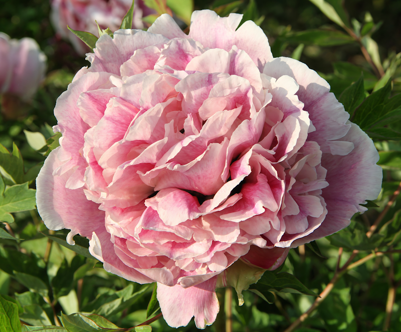 Paeonia suffruticosa 'Rosa Chiaro' in piena fioritura, un arbusto ornamentale elegante.