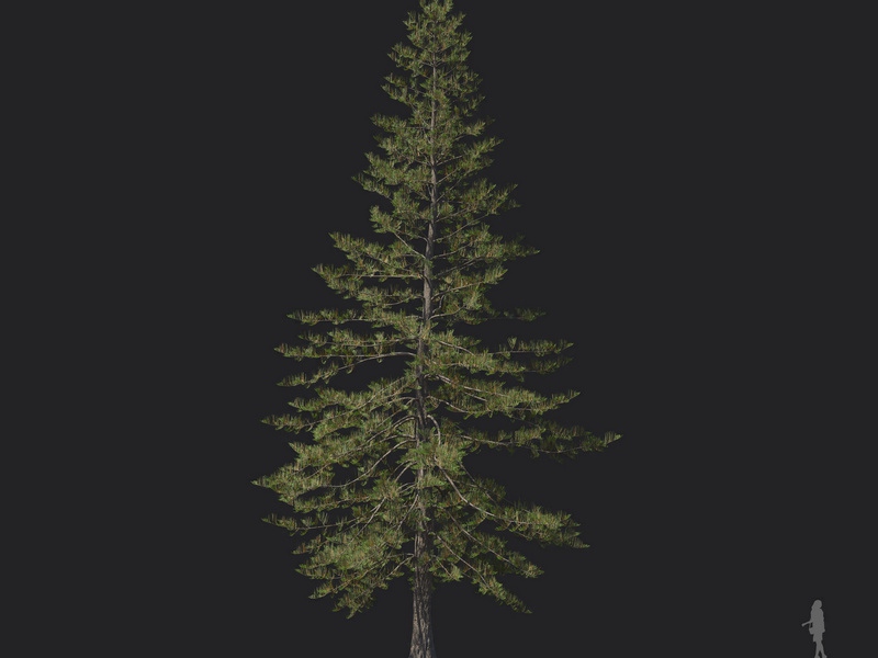 Maxtree - Plant Models Vol.121