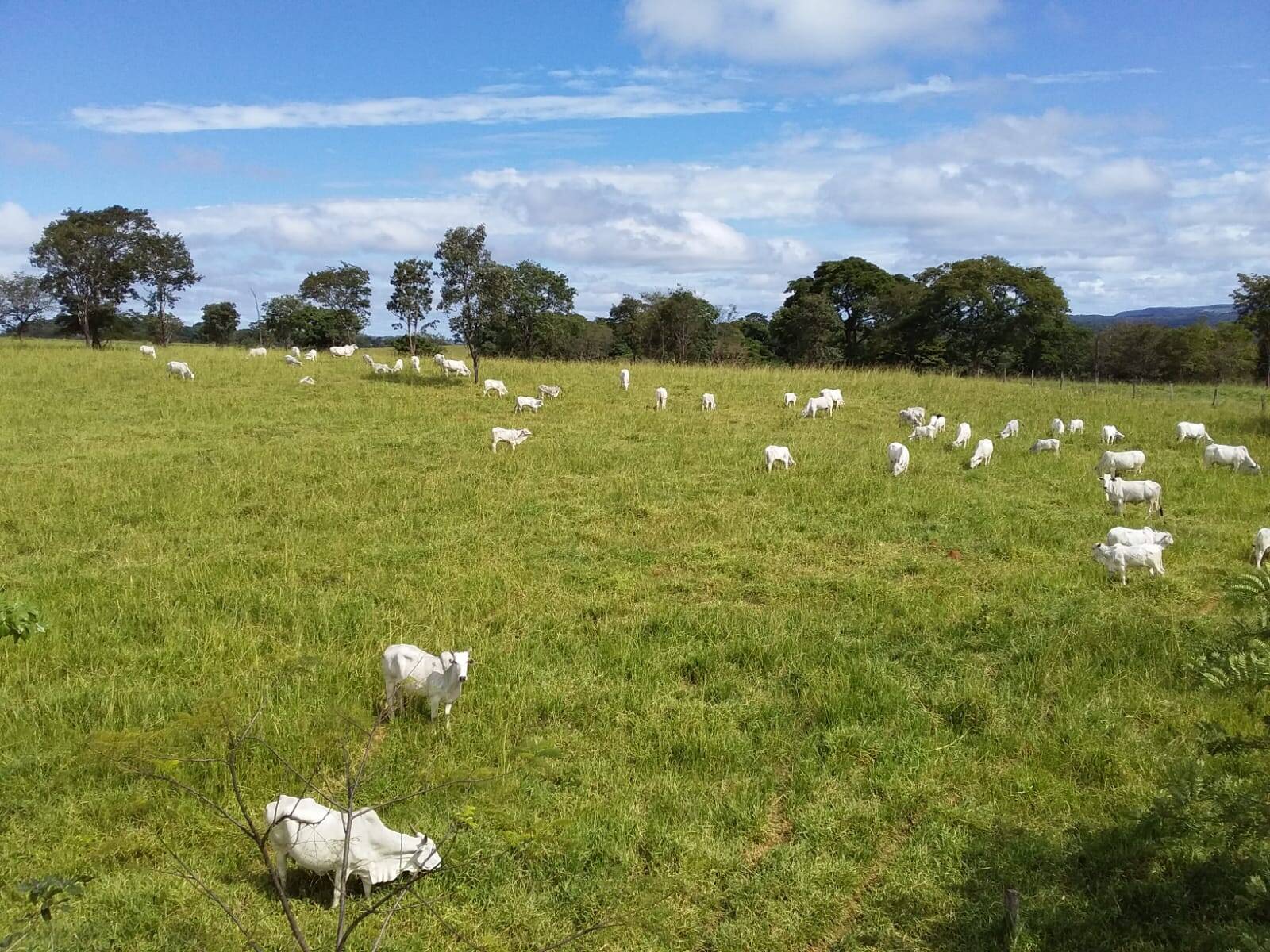 Fazenda em Bonfinópolis - GO 5