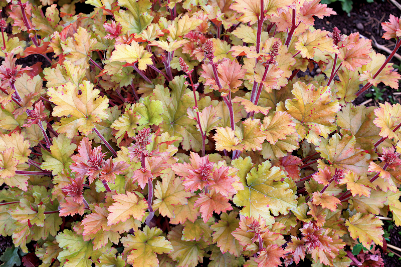Heuchera 'Marmalade' con foglie arancioni in giardino ombroso