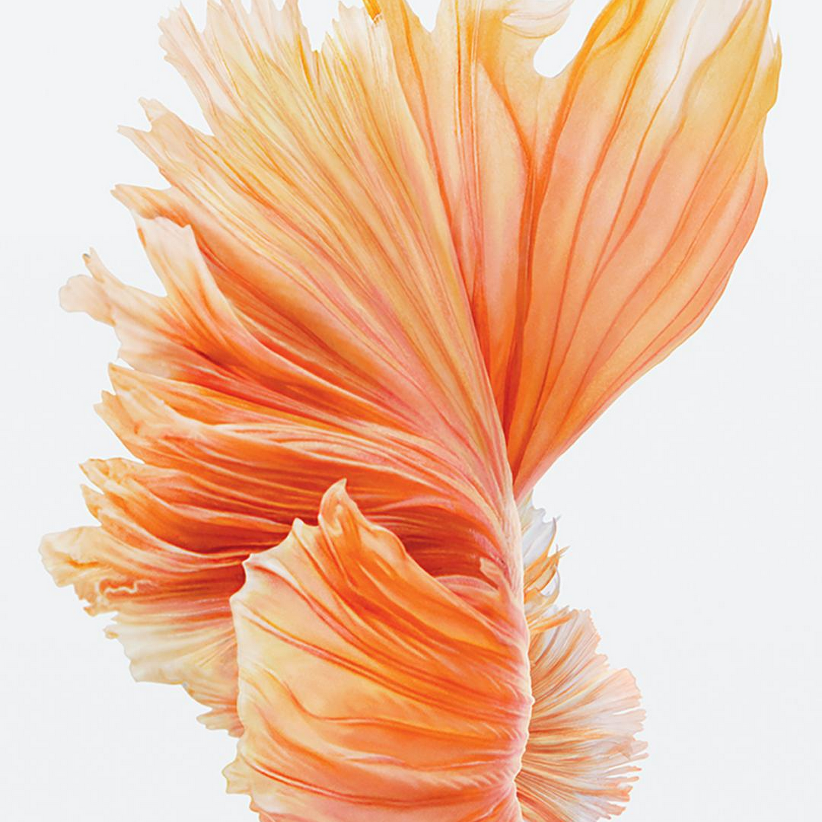 Download Ios, Ipod, Ipad, Iphone, Fish