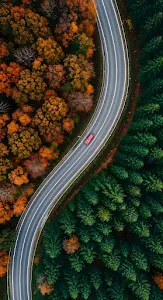 Aerial View of Winding Road Dividing Autumn and Pine Forest