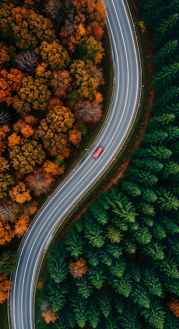 Aerial View of Winding Road Dividing Autumn and Pine Forest - Free mobile Wallpaper