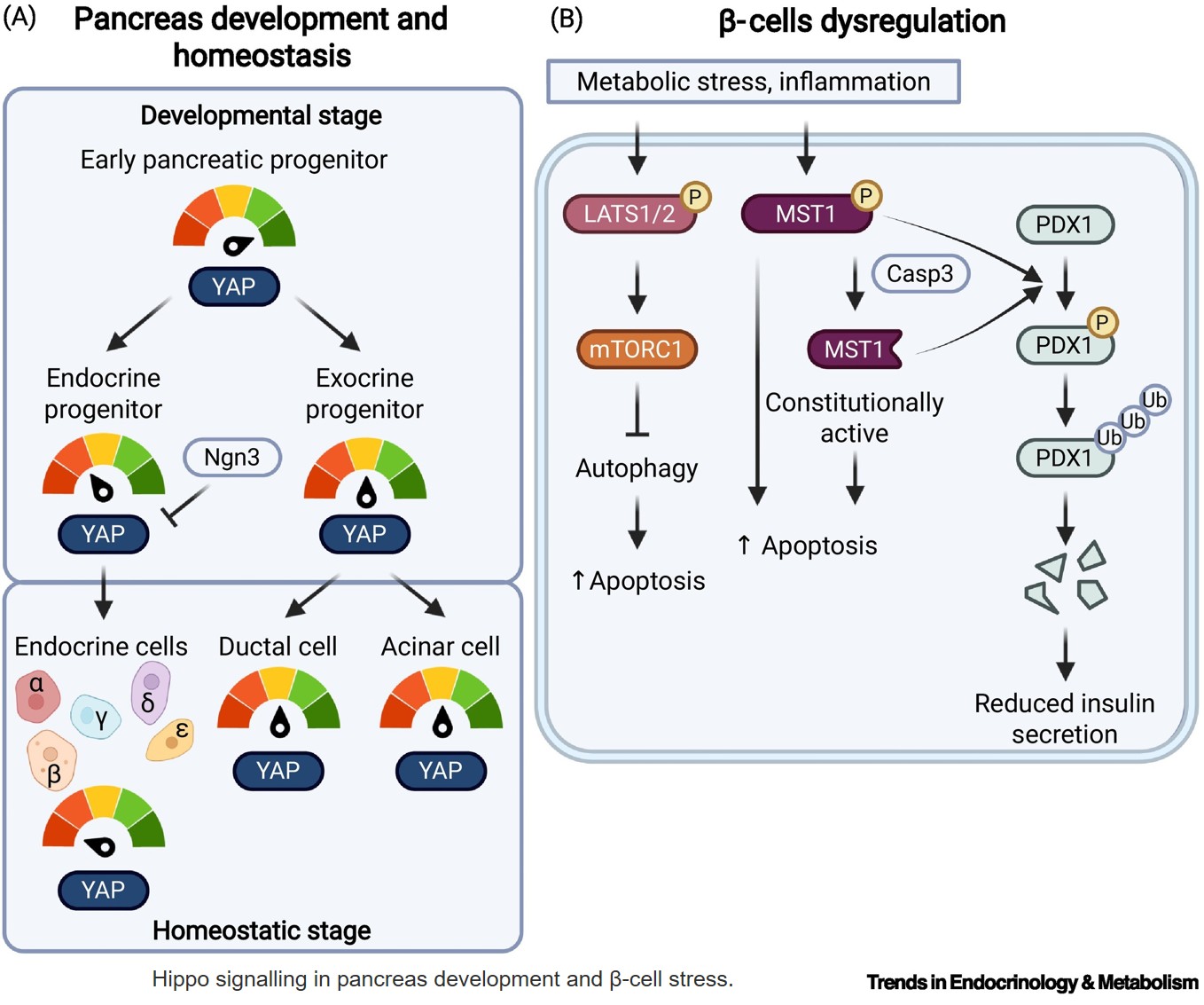 Hippo signalling in cellular and tissue-level metabolism across health and disease