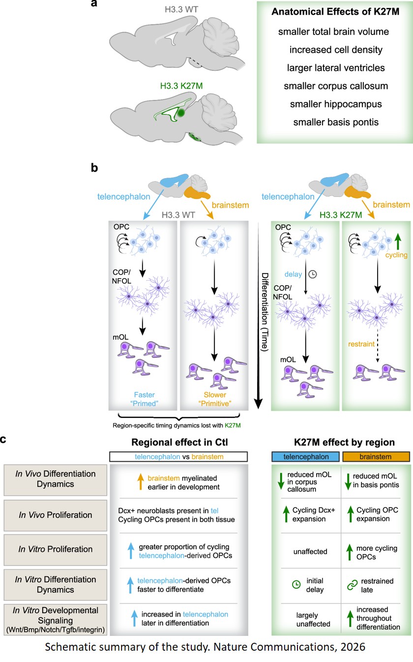 Cell autonomous regional differences in oligodendrocyte lineage development and responses to oncohistone H3.3 K27M