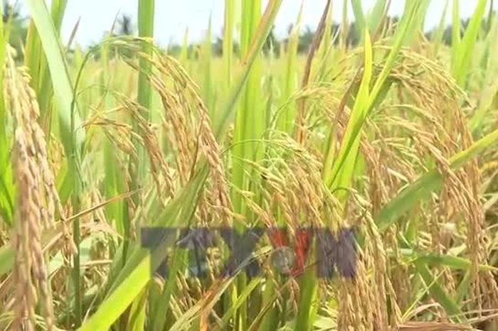 Gạo phát thải thấp: 'Mắt xích' quan trọng trên hành trình Net Zero - Báo VietnamPlus
