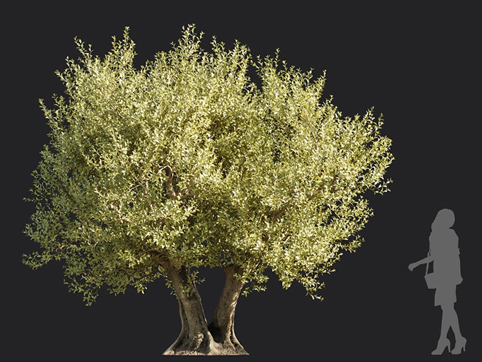 Maxtree - Plant Models Vol.113
