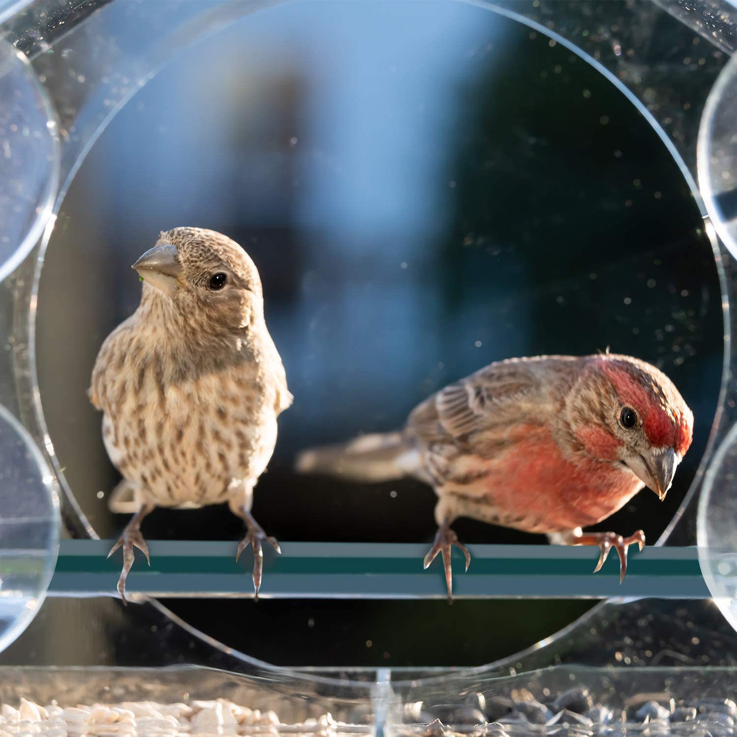 Acrylic Birdhouse Feeder