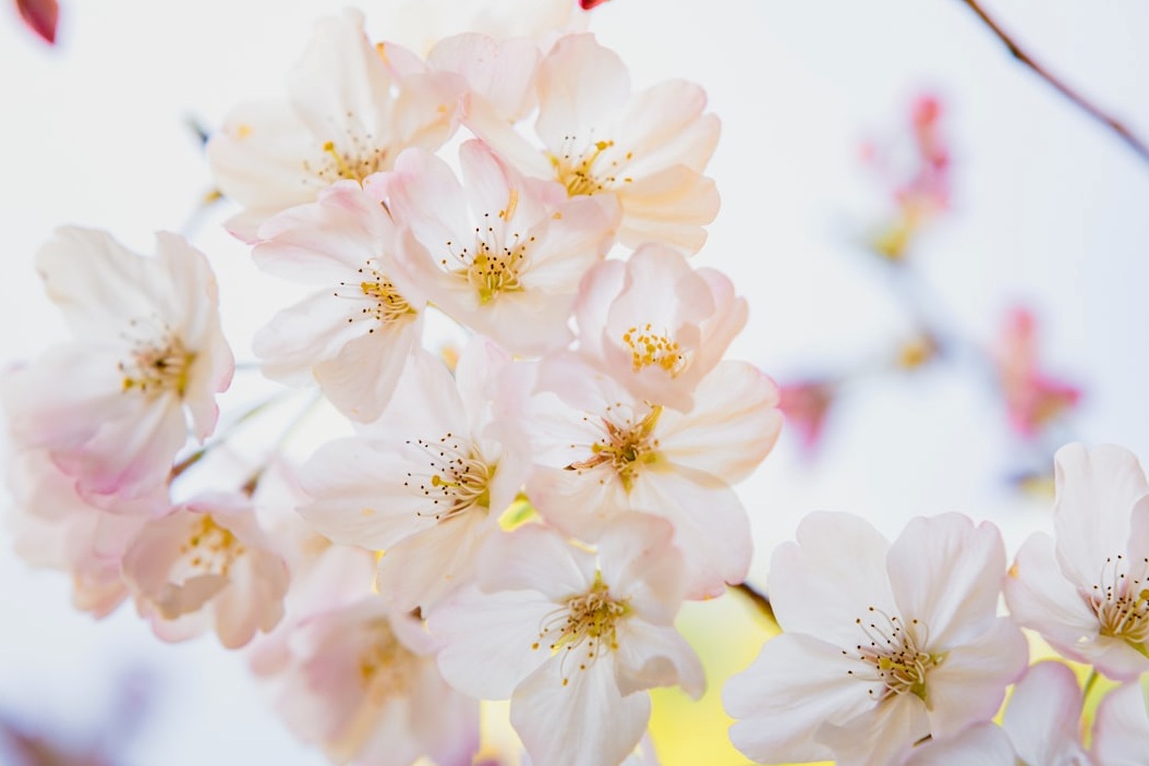 2026 울산 작천정 벚꽃축제: 프리미엄 가이드