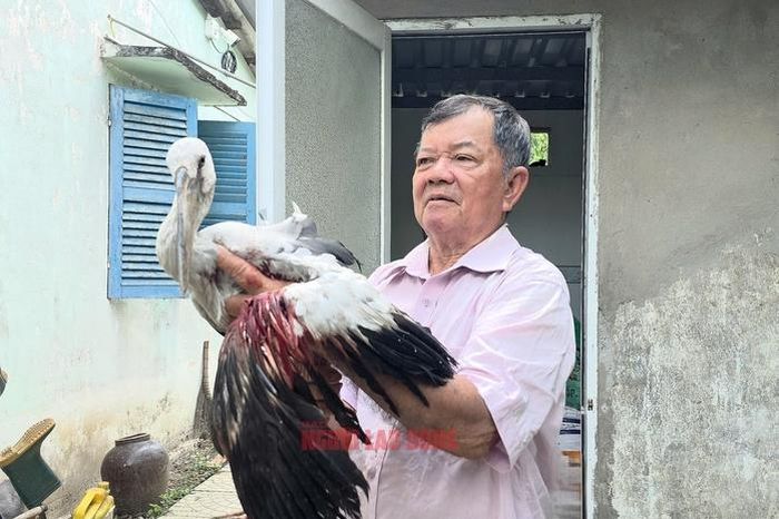 Vườn chim của lão nông 80 tuổi trước nguy cơ 'xóa sổ', Chủ tịch UBND tỉnh Vĩnh Long chỉ đạo - Báo Người Lao Động