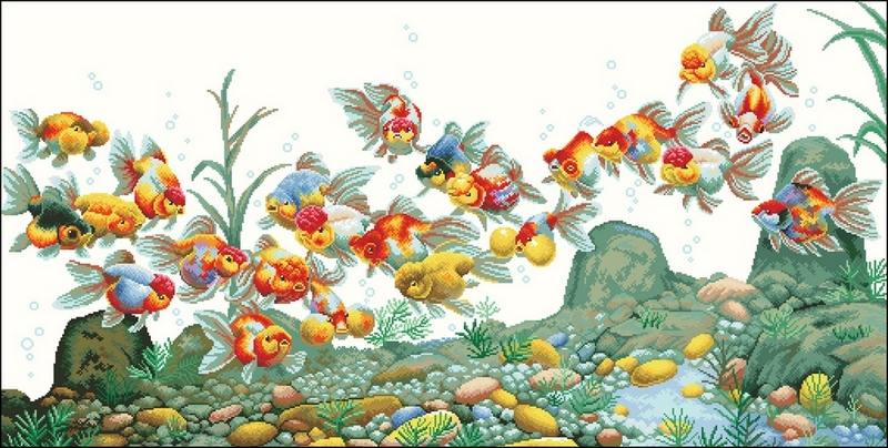 DOME110702 Colorful Fish