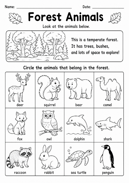 Forest Animals