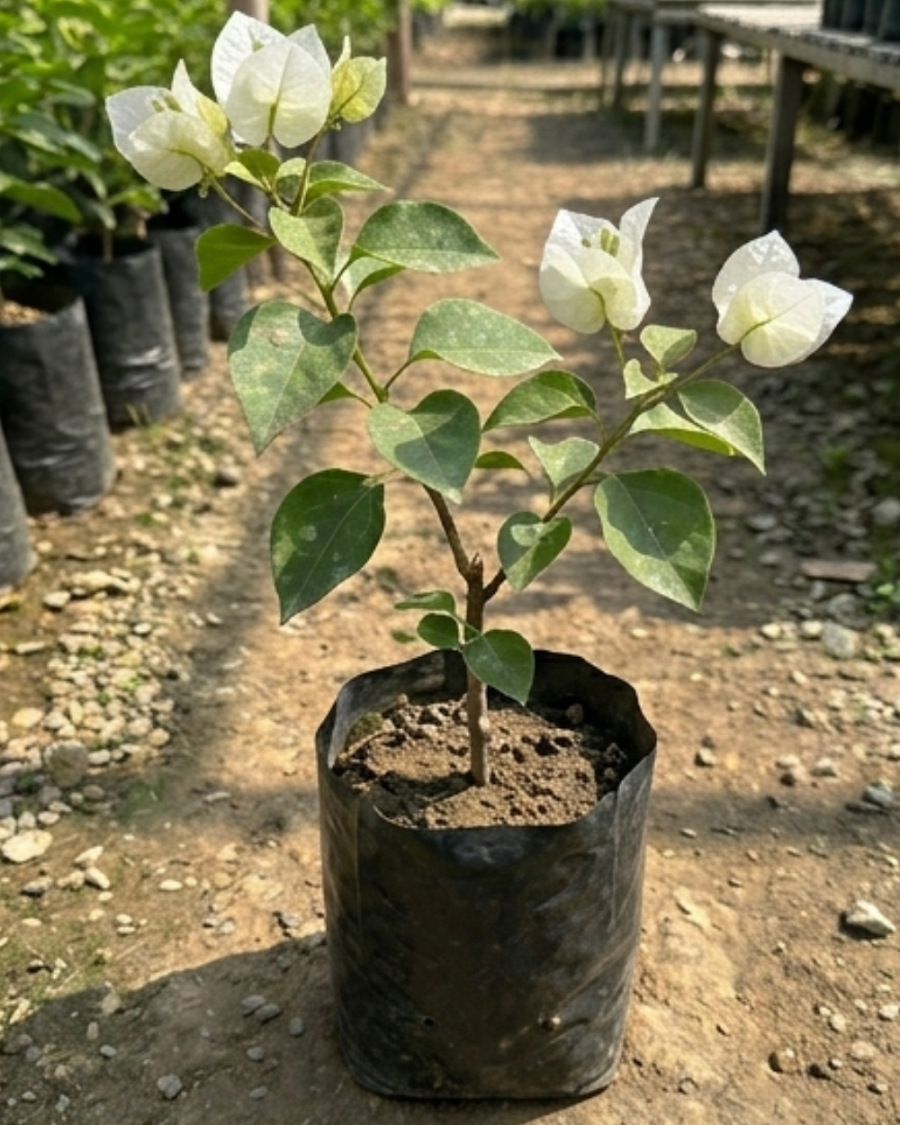 Imported White Phoenix Bougainvillea Plant — view 3