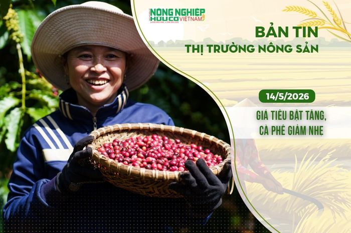 Thị trường nông sản 14/5/2026: Giá tiêu bật tăng, cà phê giảm nhẹ - Nông nghiệp Hữu cơ Việt Nam