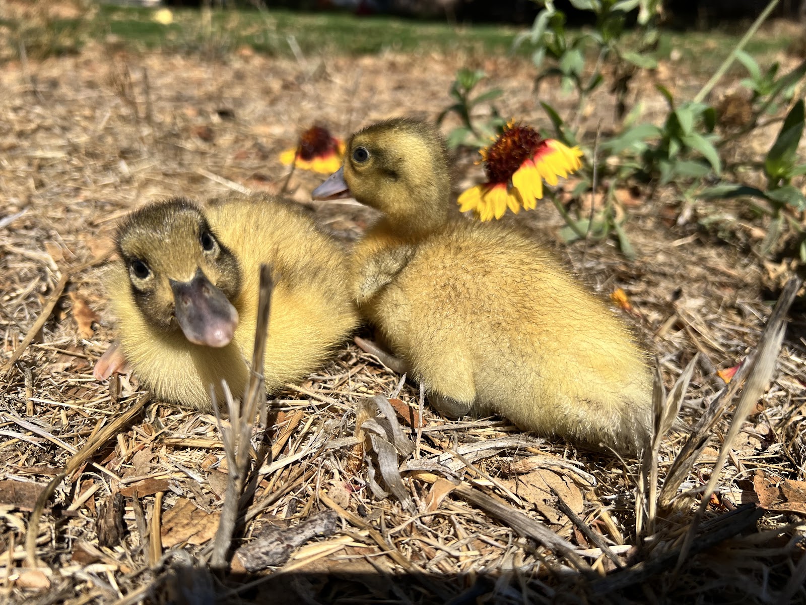 Welsh Harlequin Duckling