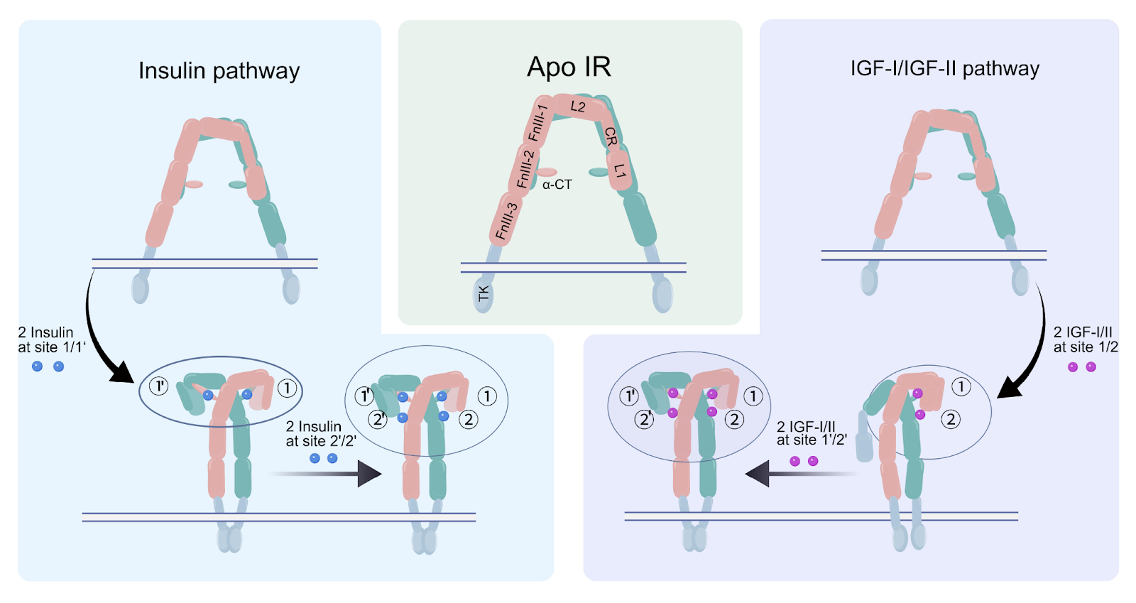 How Distinct Hormones Sculpt a Common Receptor: Ligand-Specific Conformational Pathways of the Insulin Receptor