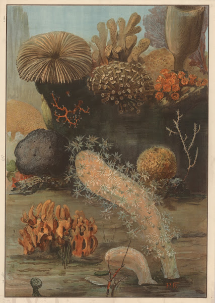 Corals and fungi 1910