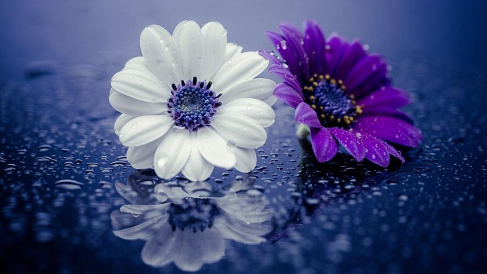Flowers Wallpaper