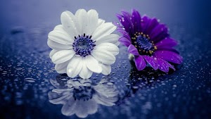 Flowers Wallpaper