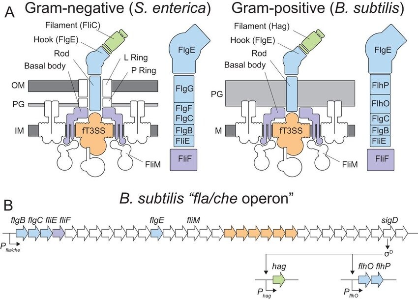 Hidden weak spot in how bacteria build the tails