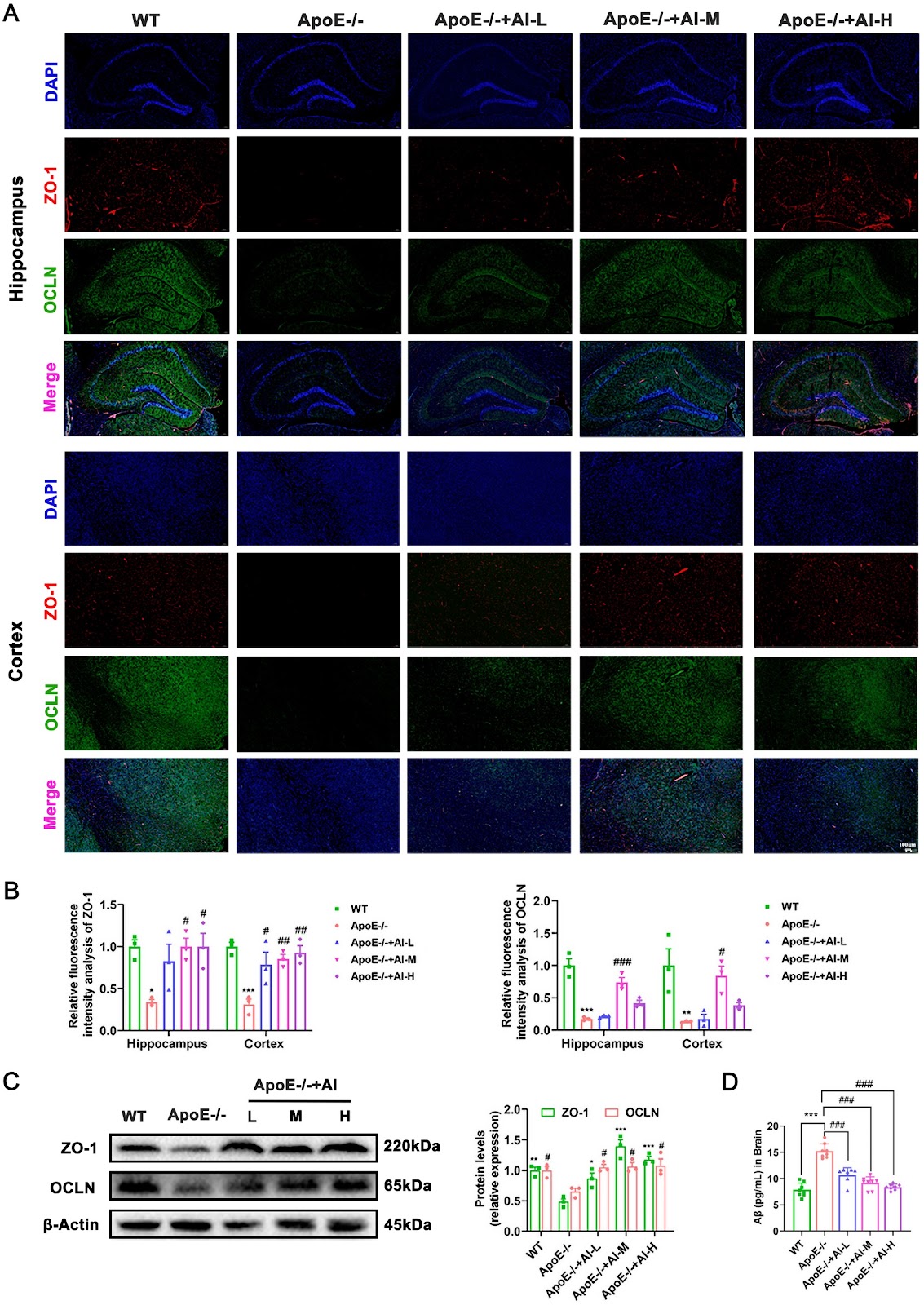Atractylenolide I mitigates Alzheimer’s disease pathology in ApoE–/– mice via ARG1/nNOS axis and lipid homeostasis regulation