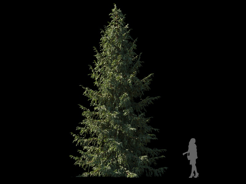 Maxtree - Plant Models Vol.120