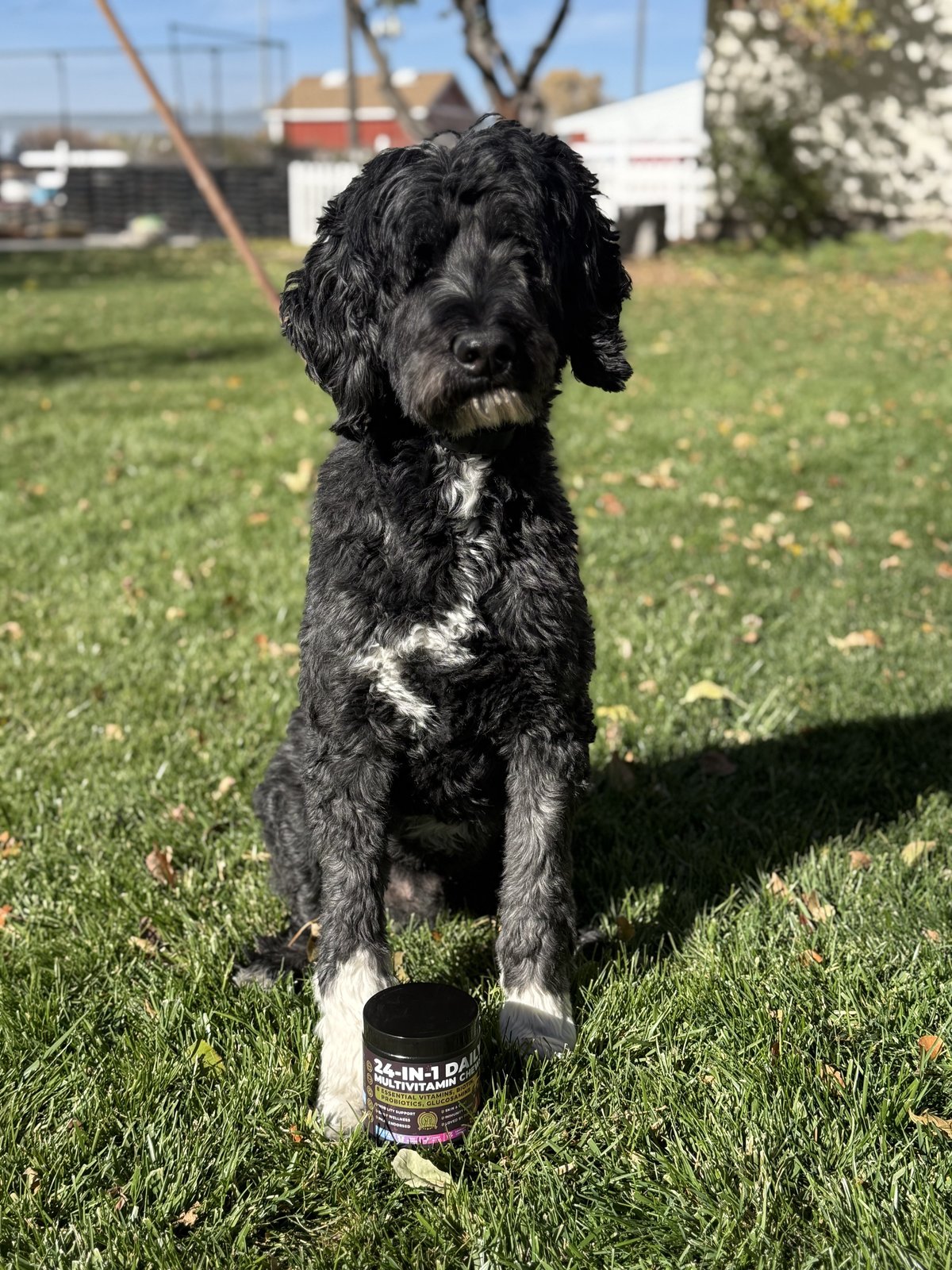 Multivitamin Pup Choice — influencer photo — theme: seasonal anxiety