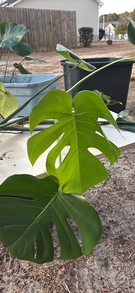 Monstera Deliciosa borsigiana 