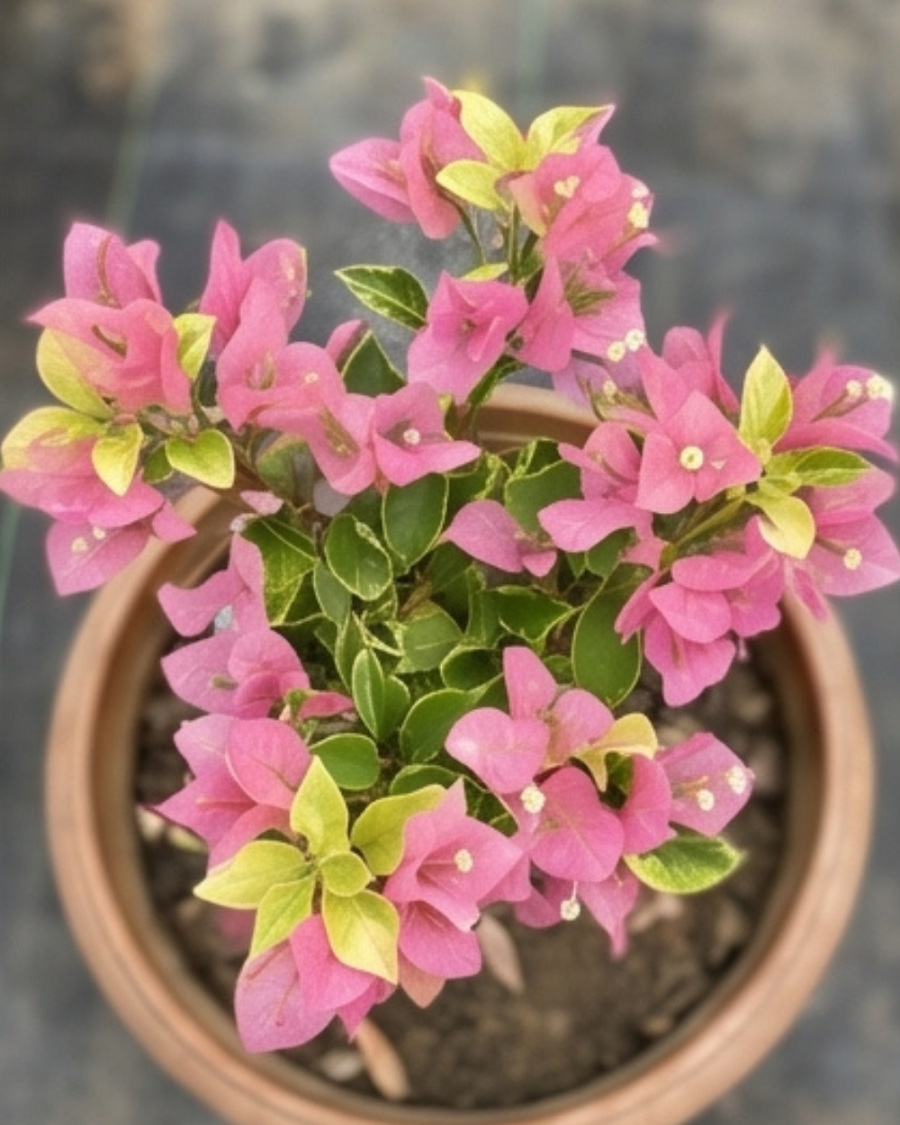 Imported Kopi Batik Bougainvillea Plant — view 6